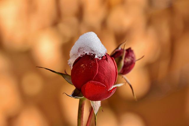 Rose bud covered in snow