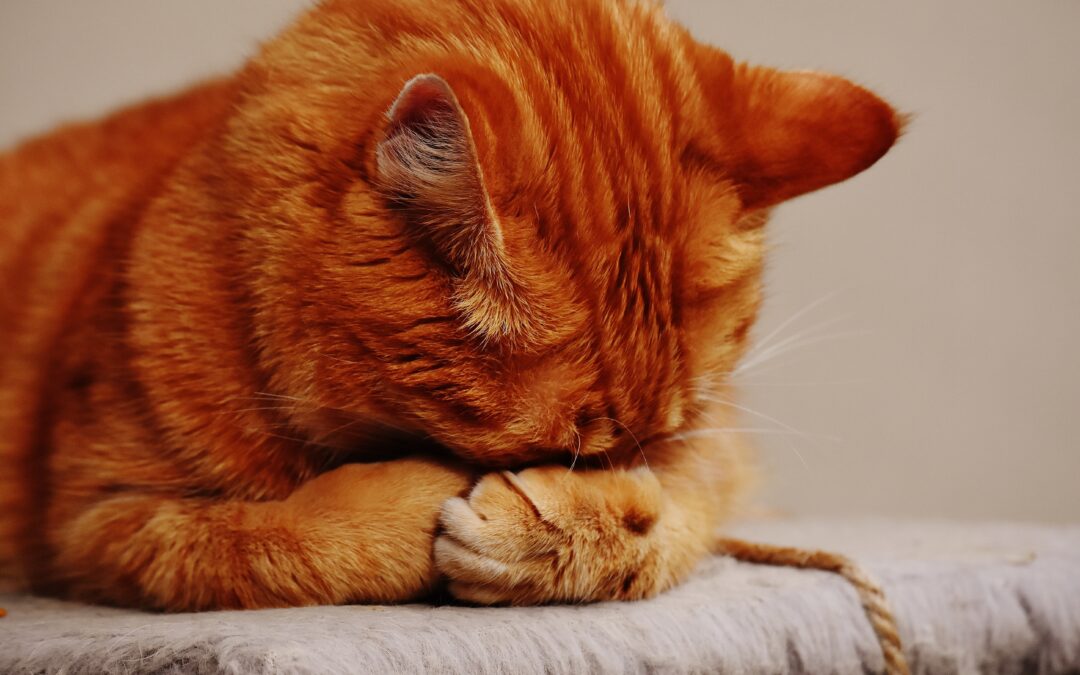 Orange cat burring his head in his paws