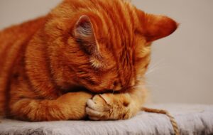 Orange cat burring his head in his paws