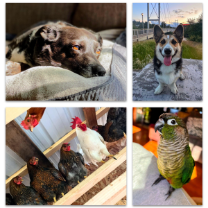 Isa's Pets
