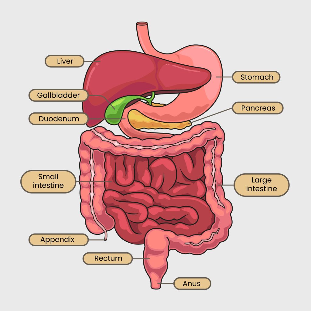 Digestive System