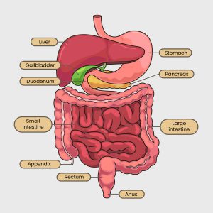 Digestive System